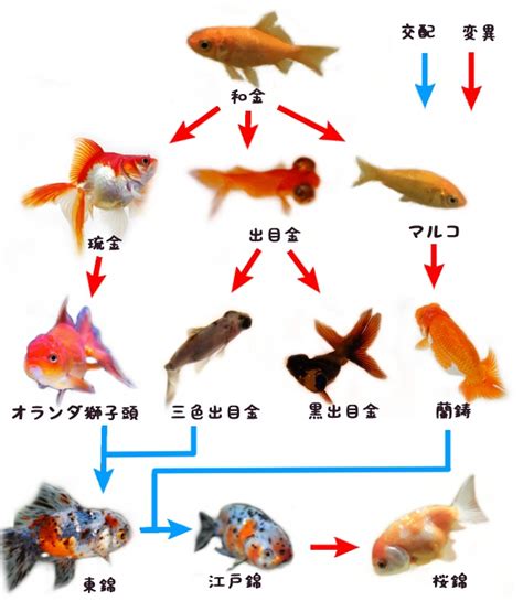 筆劃 計算 金魚種類 品種